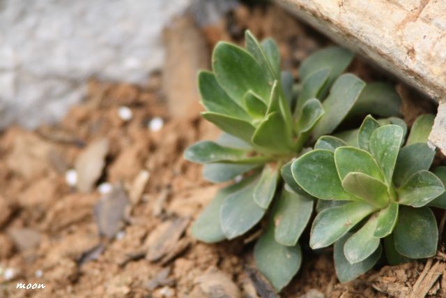lewisia